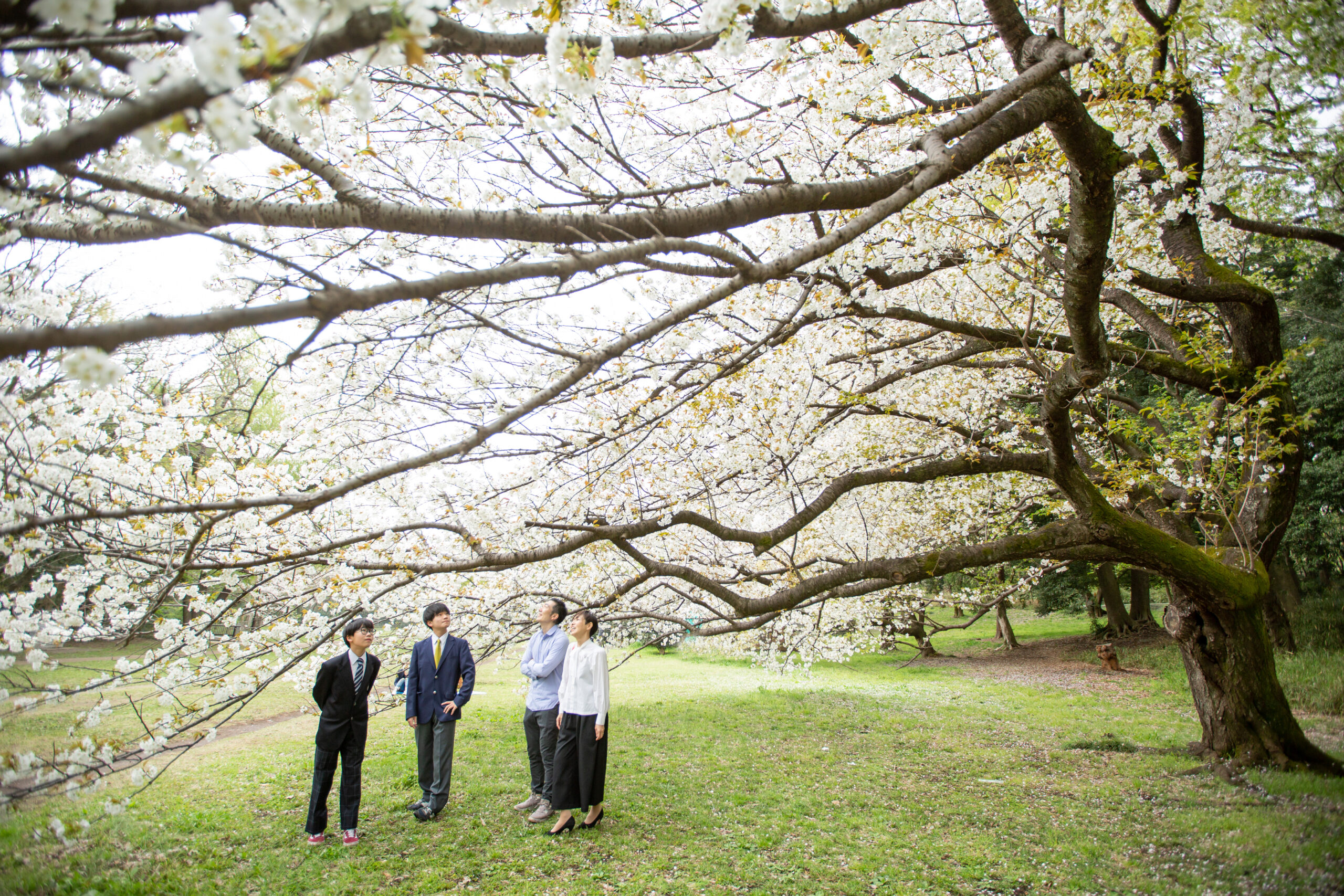 桜と歩く記念写真-M5