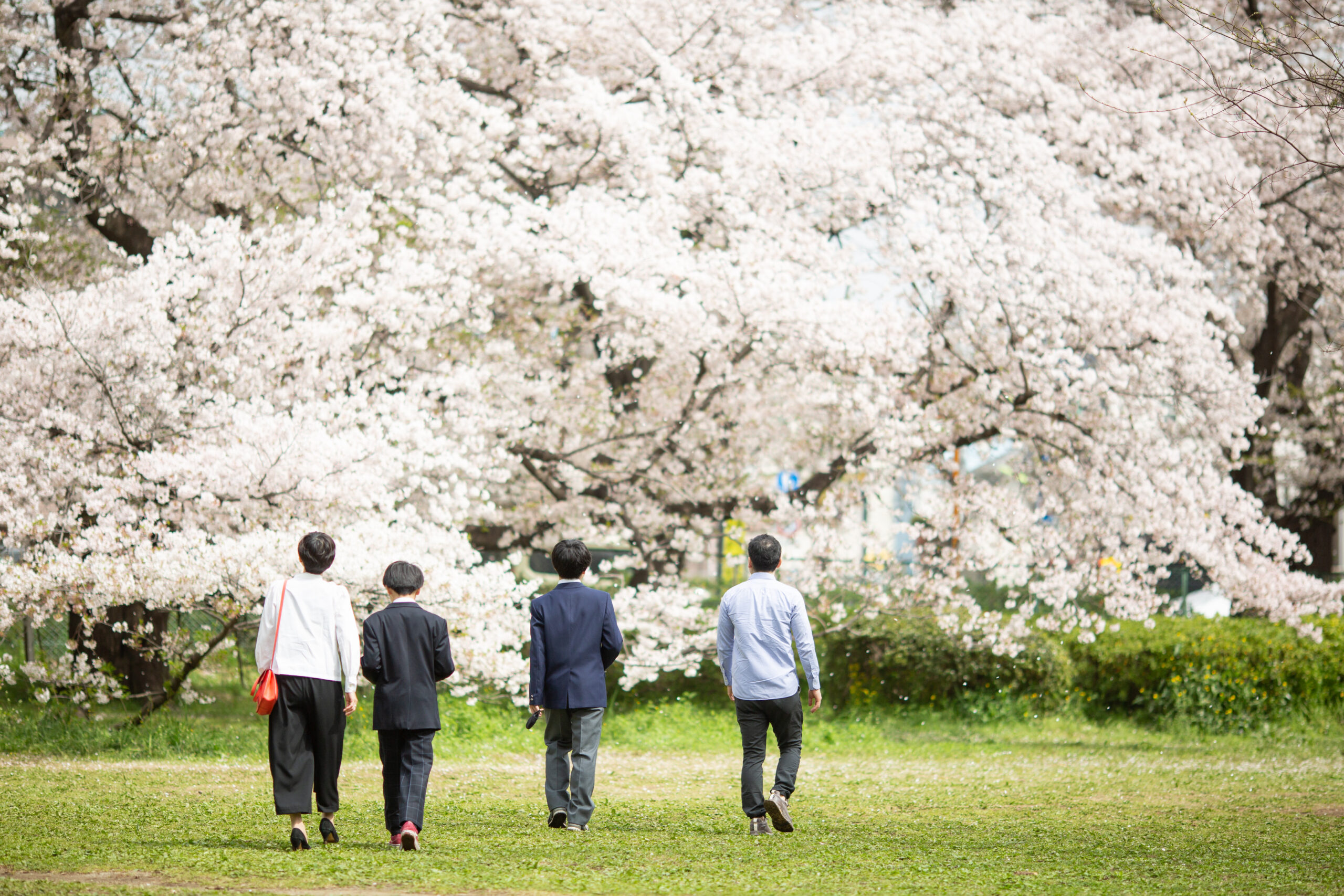 桜と歩く記念写真-L1