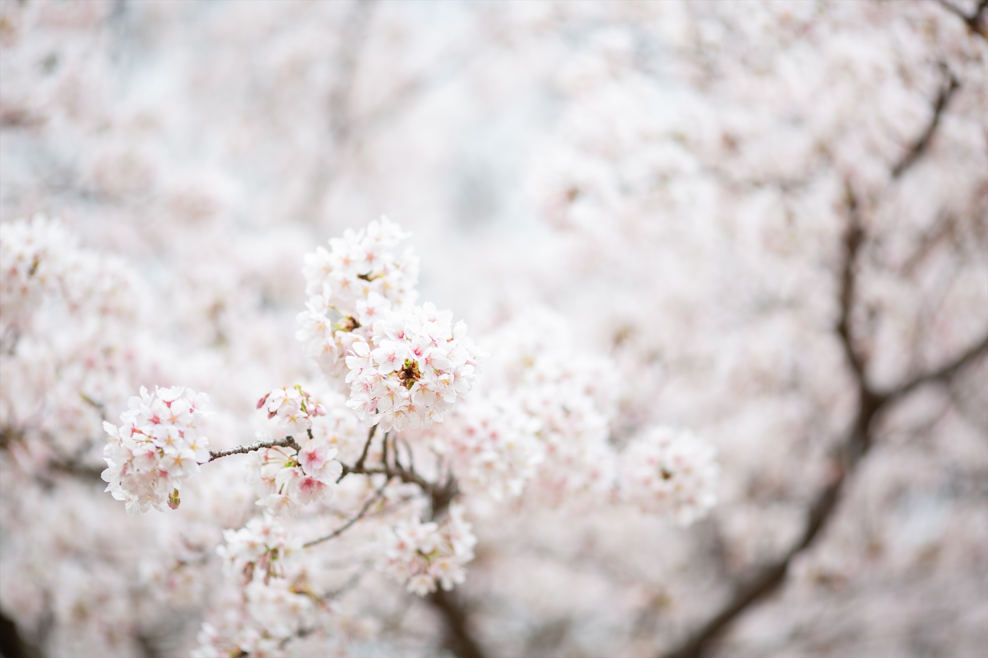 神社と早咲きの桜で卒園を祝う-M8