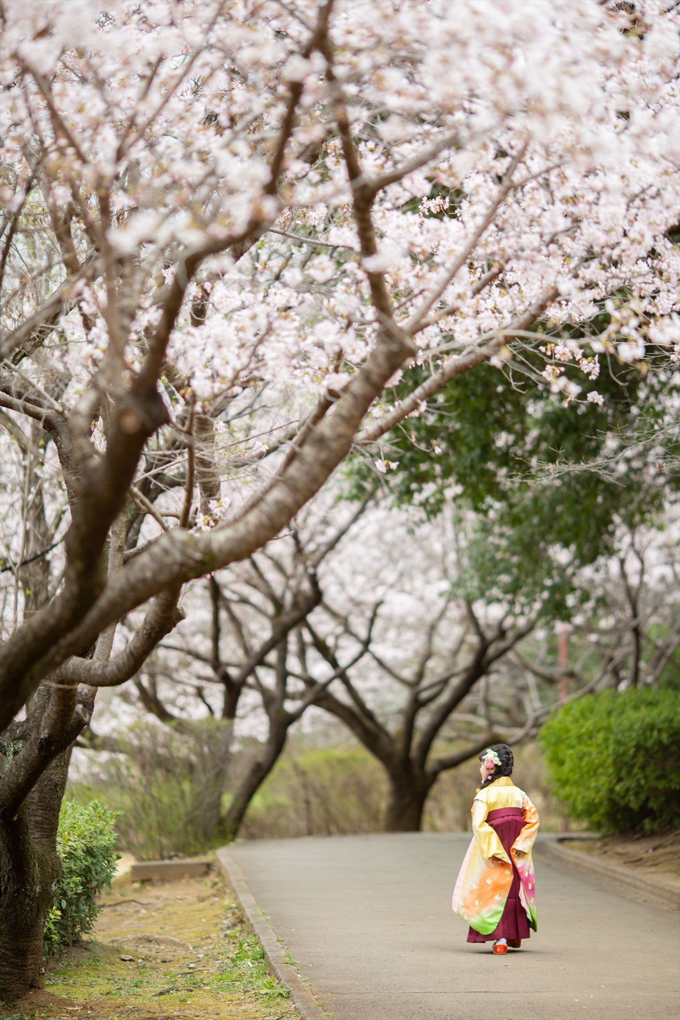 神社と早咲きの桜で卒園を祝う-M15
