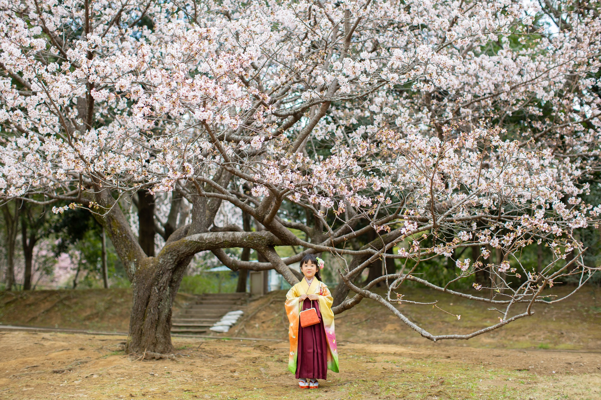 神社と早咲きの桜で卒園を祝う-M7