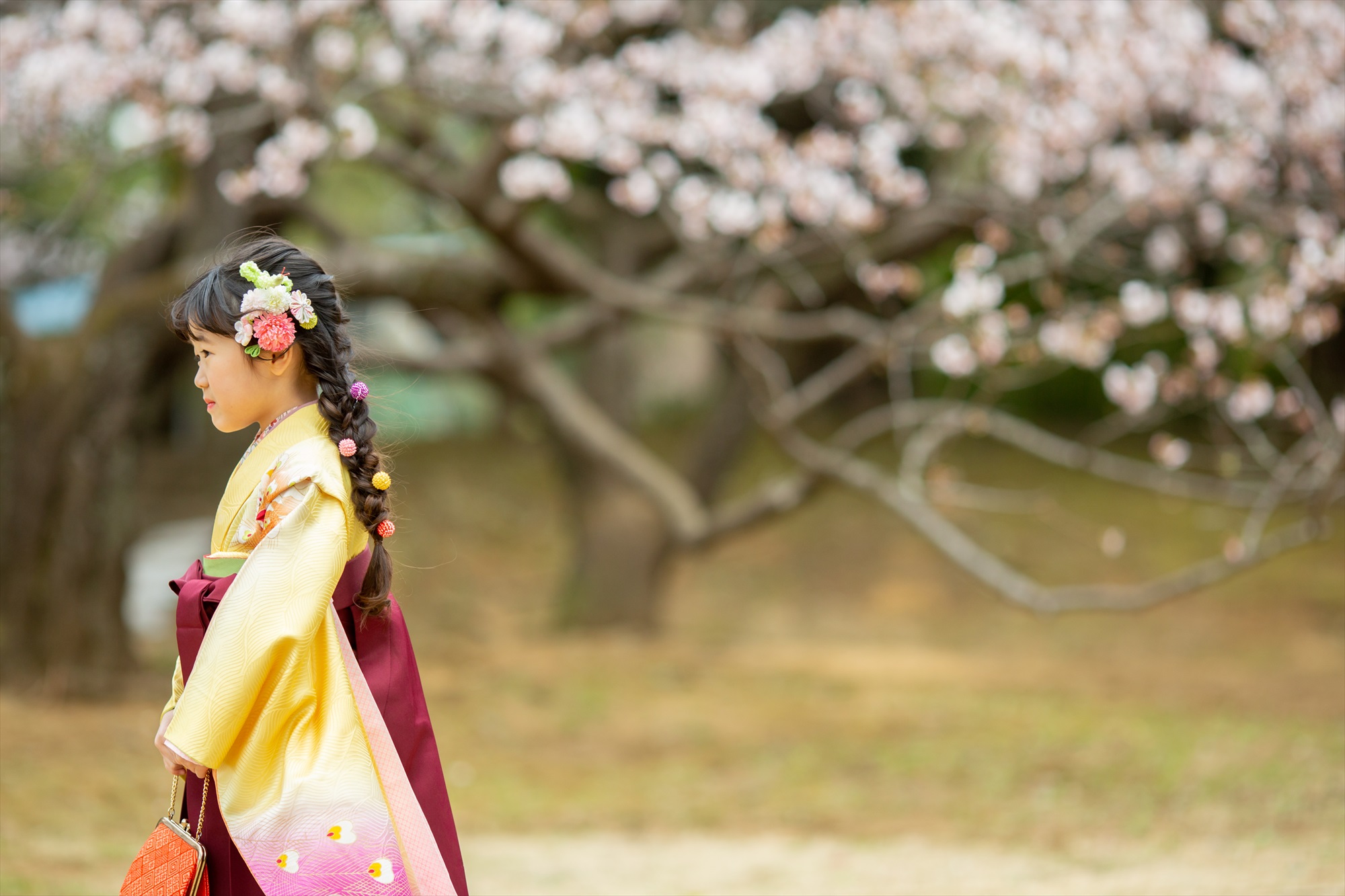 神社と早咲きの桜で卒園を祝う-M10