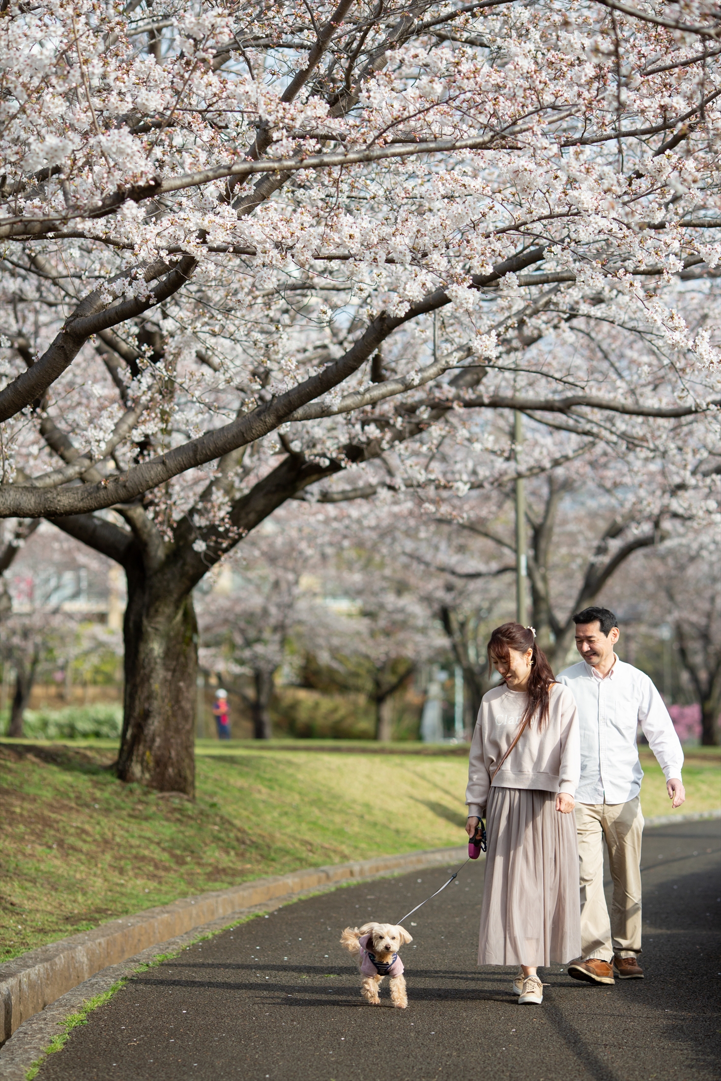 桜の季節に君を想う-M3