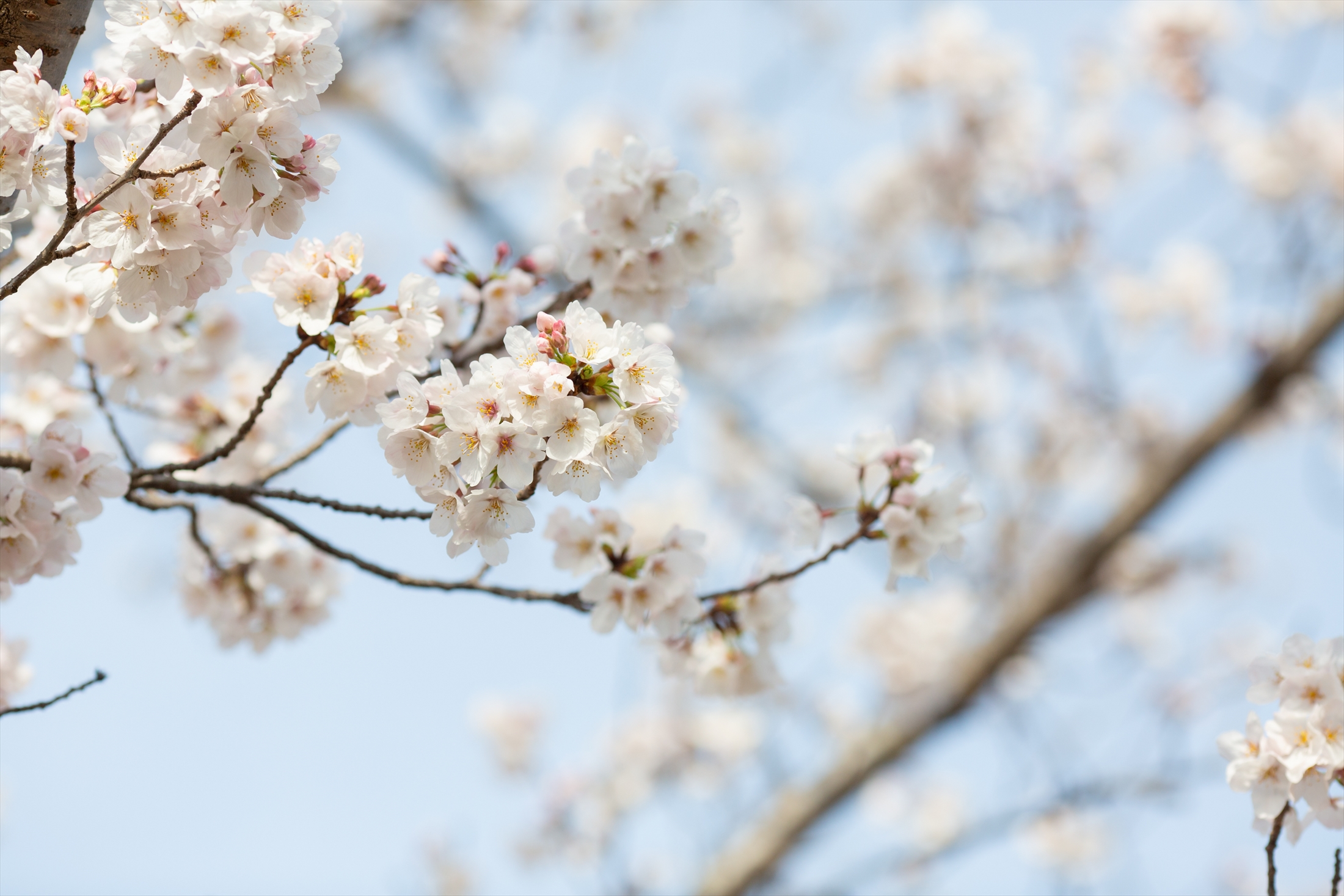 桜の季節に君を想う-M1