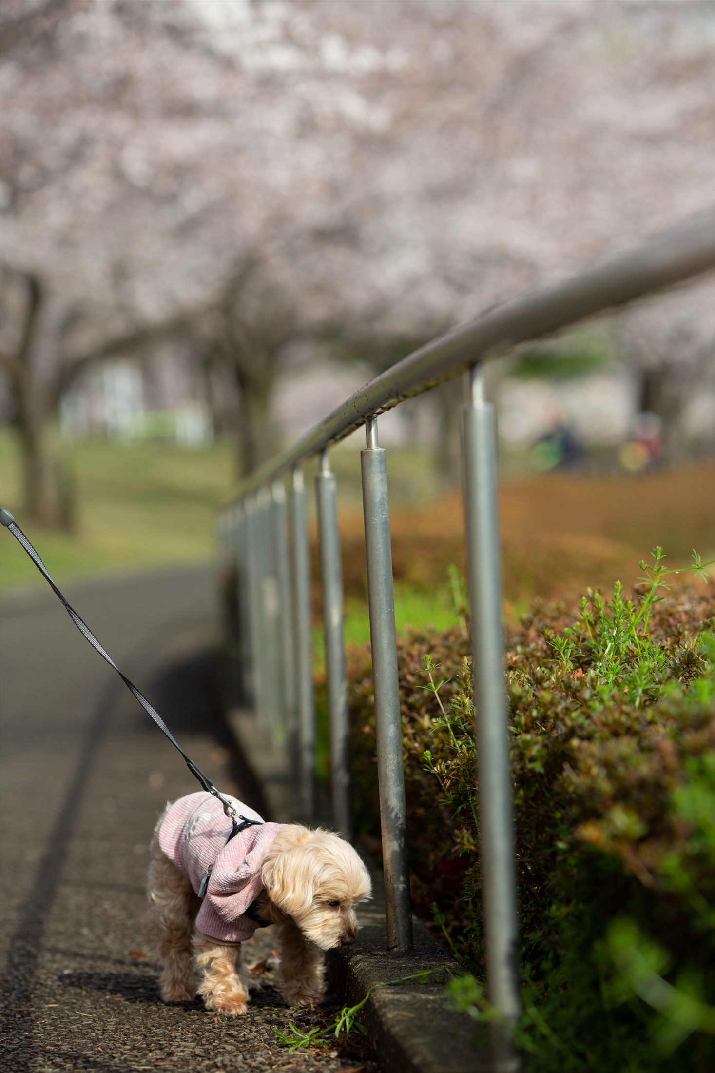 桜の季節に君を想う-M5